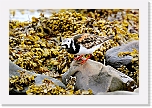 karikukko turnstone 9637 * 1328 x 885 * (1.17MB)